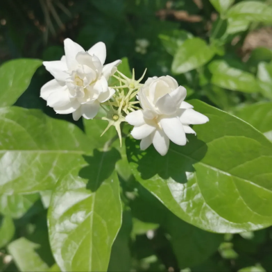 Arabian Jasmine