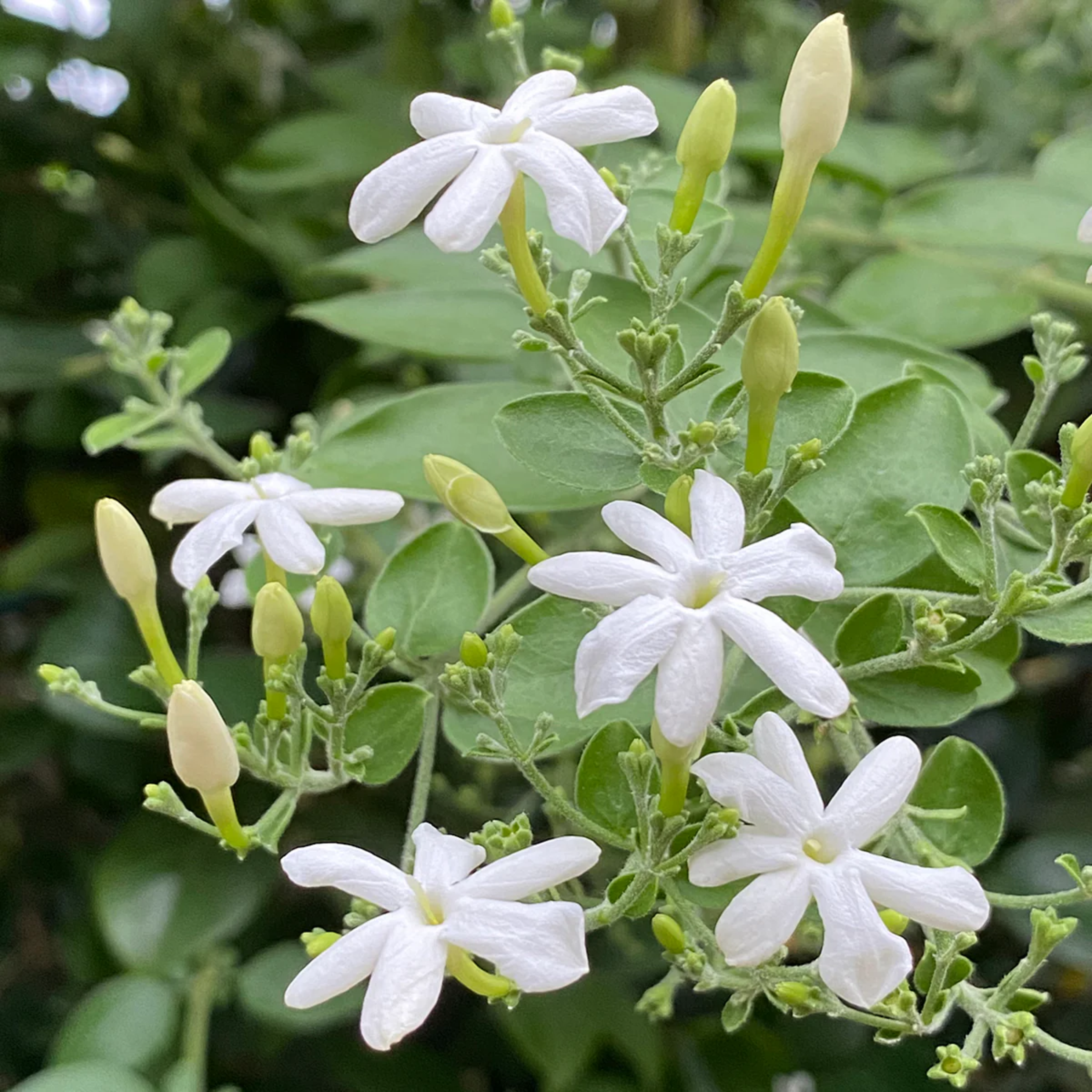 Indian Jasmine